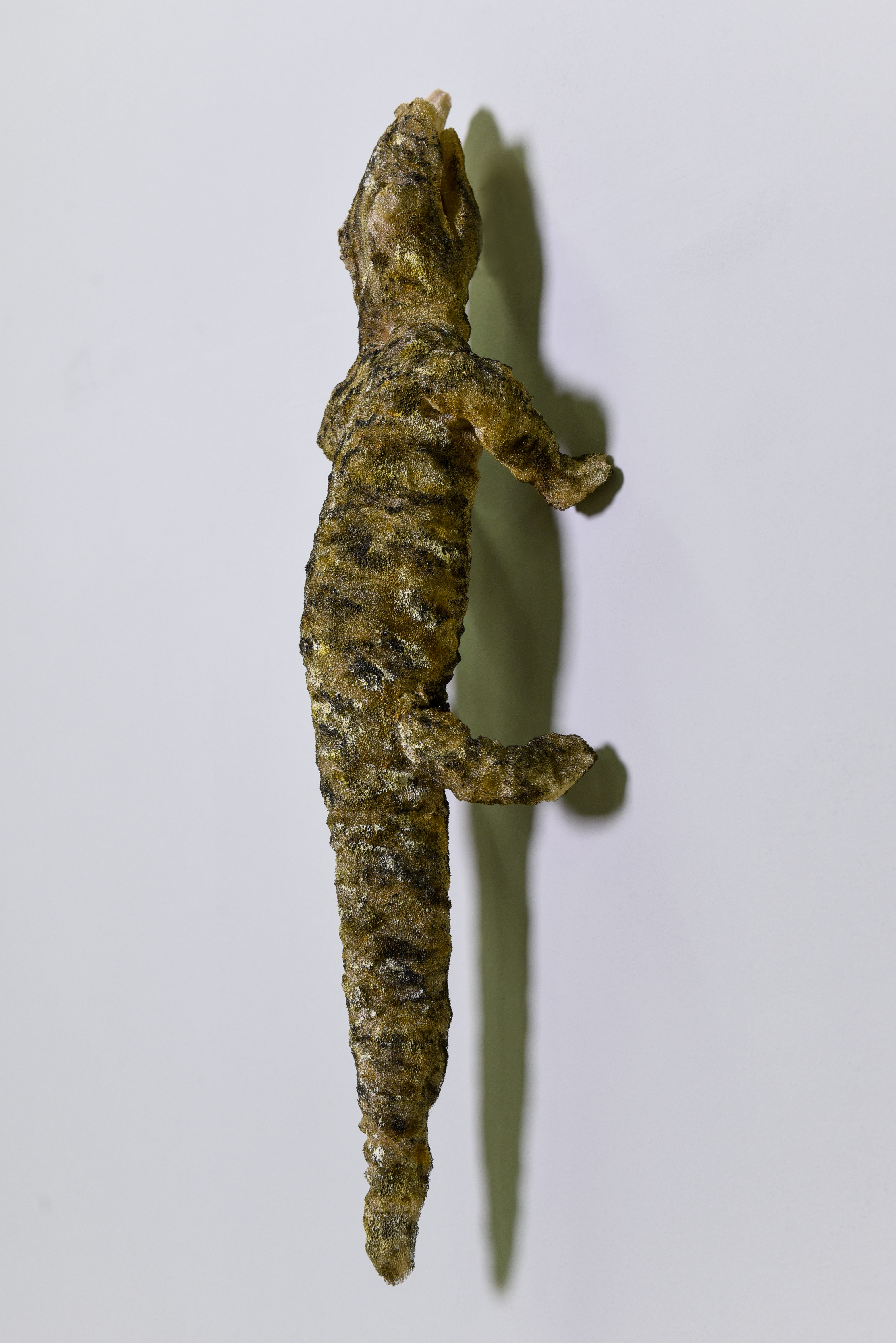 Leia mais sobre o artigo Jacaré